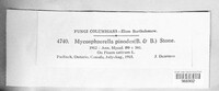 Didymella pinodes image